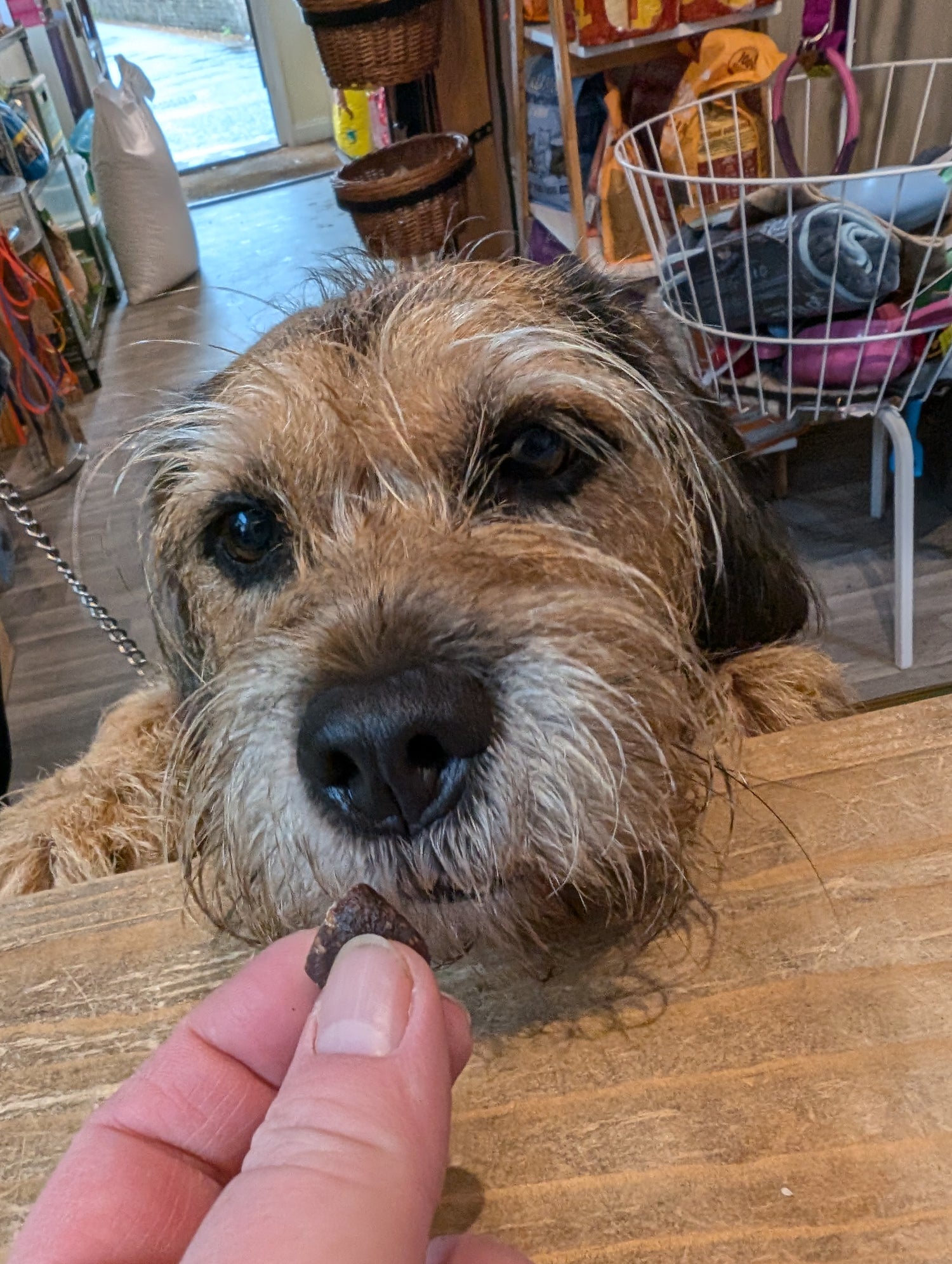 A brown & tan dog standing on a shop counter taking a treat